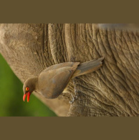 Birds on Rhinos Back Help Them Avoid Poachers