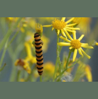 Animal Coloration Can Serve Double Duty