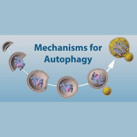 Nobel in Physiology or Medicine to Yoshinori Ohsumi for Autophagy Discoveries