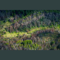 As Forests Burn, a Climate Puzzle Materializes in the Far North