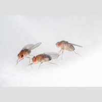 Insect Brain System Knows What You Want