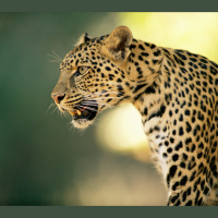 Toll-Free Number Stems Human–Wildlife Conflicts