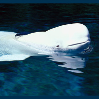 Alaskan Beluga Whales Ace Hearing Exam