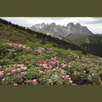 Species Split When Mountains Rise