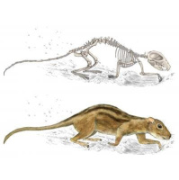 Early Mammals Had Social Lives, Too