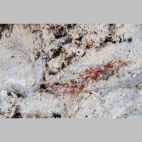 Snapping Shrimp Make More Noise in Warmer Oceans