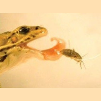 Frog Spit Behaves Like Bug-Catching Ketchup