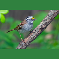 Sparrow Song Undergoes Key Change