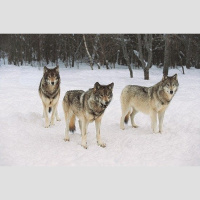 Wolves Have Local Howl Accents