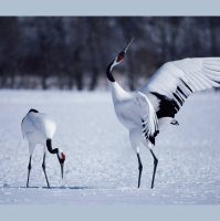 Monogamy May Be Written in Our Genes