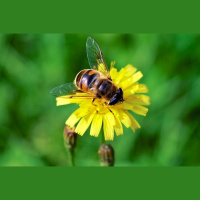Flowers Deceive Flies with Chemical Cocktail