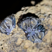 Sick Vampire Bats Restrict Grooming to Close Family