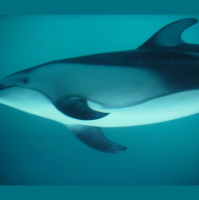 Adult Daughter Orcas May Trigger Moms Menopause