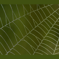 Social Spider Groups Need Bold and Shy Members