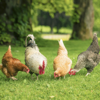 Why the Cross Put Chickens on a New Road