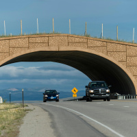 Highway Crossings Protect Migrating Pronghornsmdashand Motorists
