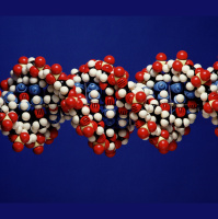 Salmonella Could Have Caused 16th-Century Epidemic