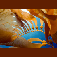 To Fight Climate Change: Grow a Floating Forest, Then Sink It