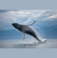 Different Humpback Whale Groups Meet to Jam