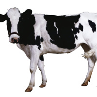 Some Malaria Mosquitoes May Prefer Cows to Us