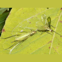 Crickets Carve Tools to Amplify Their Chirps