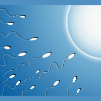 Obese Dads Sperm May Influence Offsprings Weight