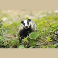 Humans Are Superpredators in the Landscape of Fear