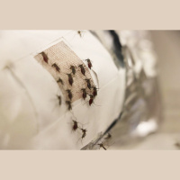 Graphene Garment Blocks Blood-Sucking Skeeters