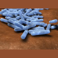 Alliance of Bacterial Strains Disables Antibiotics
