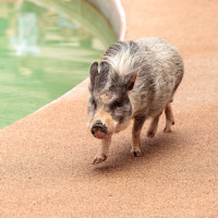 Why Pet Pigs Are More like Wolves Than Dogs