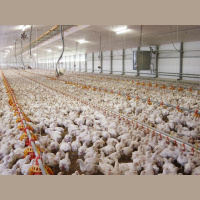 Big-Boned Chickens May Be Humans Geologic Legacy