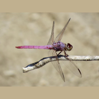 River Ecosystem Restoration Can Mean Just Add Water