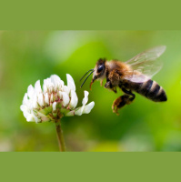 Honeybees Can Put Two and Two Together