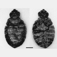 Cave Dwellers Battled Bed Bug Bites, Too