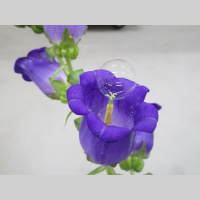 In Bee Shortage, Bubbles Could Help Pollinate