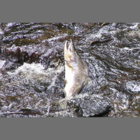 Salmon Sex Changes Entire Landscape