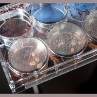 Lab-Grown Human Mini Brains Show Brainy Activity