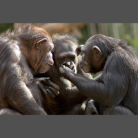 Chimpanzees Show Altruism while Gathering around the Juice Fountain