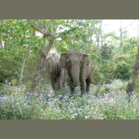 How Can an Elephant Squeak Like a Mouse?