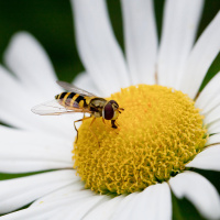 These Tiny Pollinators Can Travel Surprisingly Huge Distances
