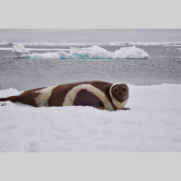 Marine Mammal Epidemic Linked to Climate Change