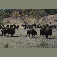 Bison Comeback Story Has a Bronx Accent