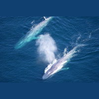 Blue Whale Song Timing Reveals Time to Go
