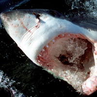 Young Great White Sharks Eat off the Floor