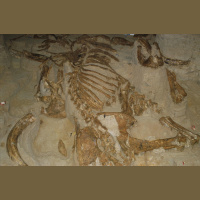 Mammoth Remains Seem Mostly Male