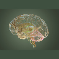 Your Brain Does Something Amazing between Bouts of Intense Learning