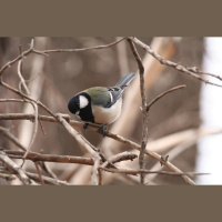 Bird Combines Calls in Specific Order