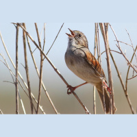 Birds Song Staying Power Implies Culture