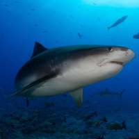Tiger Sharks, Tracked over Decades, Are Shifting Their Haunts with Ocean Warming