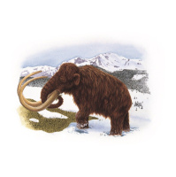 Last Woollies Had Mammoth Mutations